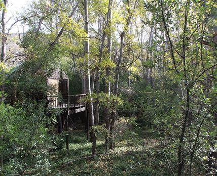 Tree Tops