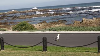 Kormorant Self-catering Apartment | Franskraal Accommodation