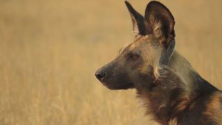 Safari Life Africa | Accommodation Maun