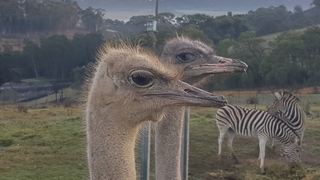 Lekkerdroom Farm | Accommodation Caledon