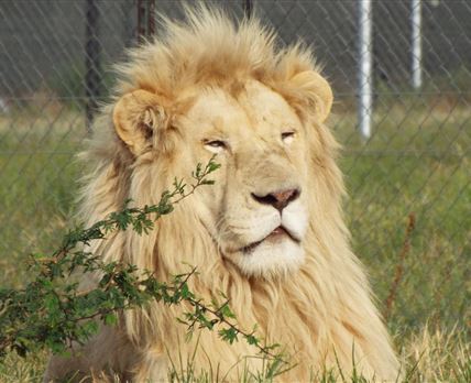 Loebies Guestfarm & Predator Park