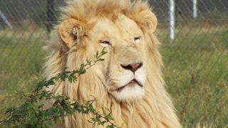 Loebies Guestfarm & Predator Park | Bateleur Nature Reserve Accommodation