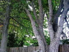 Cork Tree Cottage | Accommodation Morningside (CT)