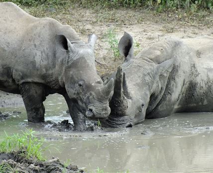2 Night Kruger Park Tour