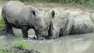 2 Night Kruger Park Tour | Accommodation Kruger National Park