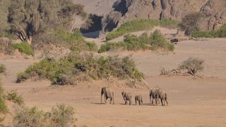 3 Night Desert Elephant, Black Rhino & Himba Package | Sesfontein Accommodation
