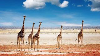 7 Night Spread Your Wings Package | Windhoek Central Accommodation