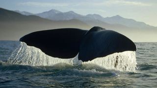3 Night Garden Route Tour (CPT to PE) | Cape Town City Centre Accommodation