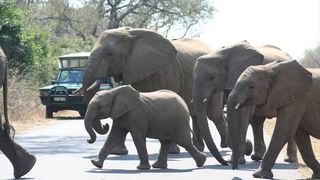 4 Night Kruger Three Park Tented Safari | Accommodation South Kruger Park