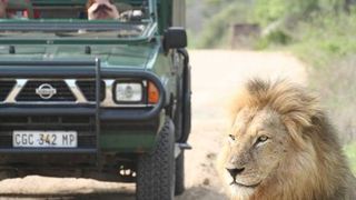 4 Night Kruger Park Safari and Activities Tour | Accommodation South Kruger Park