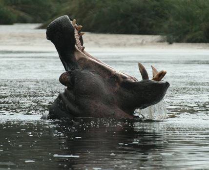 6 Night Safari from South to North Kruger