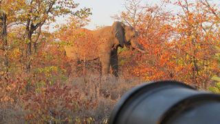 6 Night Kruger Park, Mozambique and Limpopo Park Adventure | South Kruger Park Accommodation