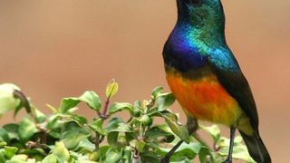 Sunbirds Nest | Accommodation Durbanville Hills