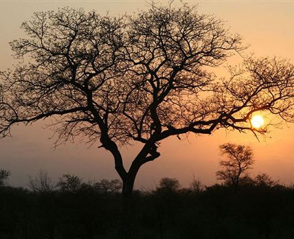 5 Day Kruger Experience Lodge-Treehouse