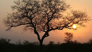 5 Day Kruger Experience Lodge-Treehouse | Balule Nature Reserve Accommodation