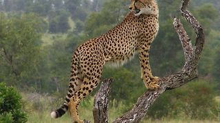 5 Day Kruger Experience Lodge-Tent | Balule Nature Reserve Accommodation
