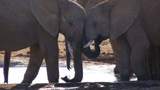 4 Day Kruger Experience Lodge-Treehouse | Balule Nature Reserve Accommodation