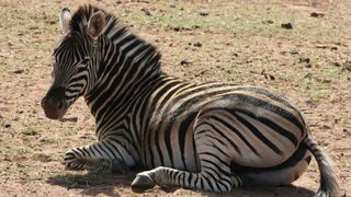 4 Day Kruger Experience Lodge-Tent | Accommodation Balule Nature Reserve