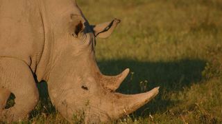 3 Day Kruger Experience Lodge-Tent | Accommodation Balule Nature Reserve