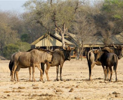 4 Night Kruger Walking Safari