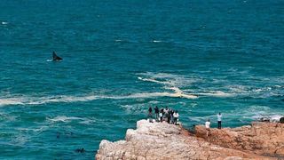 1 Day Whale & Wine Adventure | Vierlanden Accommodation