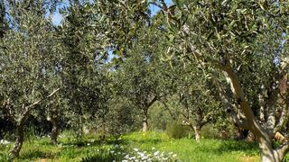 The Olive Grove | Self-catering Sir Lowry's Pass