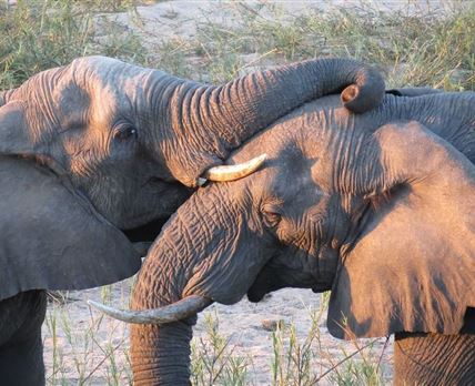 4 Day Tented Kruger Safari