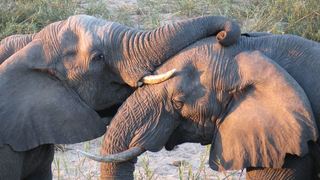 4 Day Tented Kruger Safari | South Kruger Park Accommodation