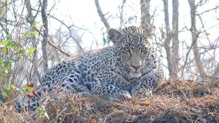 2 Day Leopard Crawl Tour | Accommodation South Kruger Park