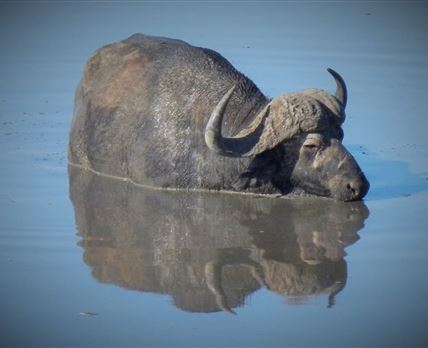 2 Night, 3 Day Tremisana Lodge Kruger Safari