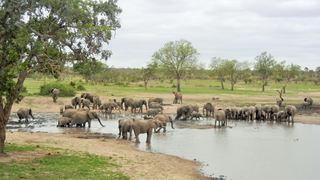 3 Night, 4 Day Tented Lodge Kruger Safari | Accommodation Hoedspruit