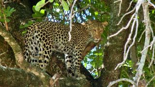 3 Night, 4 Day Tremisana Lodge Kruger Safari | Hoedspruit Accommodation