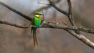 Kaingo Private Game Reserve | Waterberg Specials