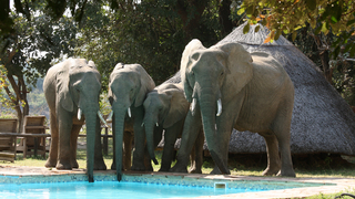 Flatdogs Camp | Accommodation South Luangwa Nat Park