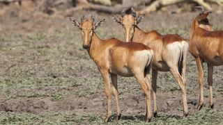 2 Night Safari Package at Pretoriuskop Rest Camp Kruger National Park SANParks | Pretoriuskop Accommodation
