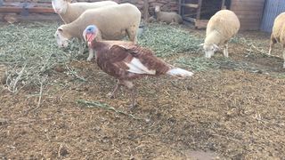Olive Stone Farm Cottage | Ashton Accommodation
