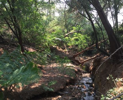 Rain Forest Boutique Camp