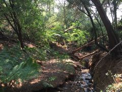 Rain Forest Boutique Camp | West Rand Accommodation