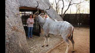 Ons Boshuis - Marloth Park | Marloth Park Self-catering