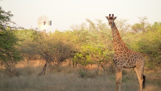 Olievenhoutsrus Guest- & Game Farm | Vaalwater Accommodation