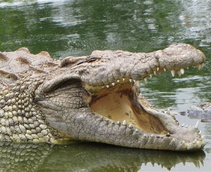 Elmolo Crocodile Park and Lodge