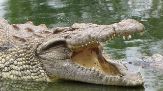 Elmolo Crocodile Park and Lodge | Self-catering Bondo