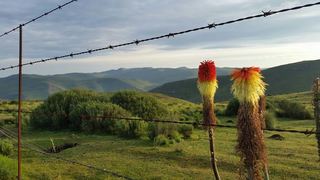 Alpine Swift Trails High Altitude Training Facility | Africa Specials