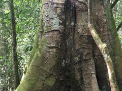 Tristar Africa Skimmer Safaris - Gorilla Safari | Bwindi Impenetrable National Park Accommodation