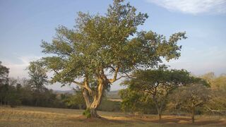 Tulela Cottage | White River Accommodation