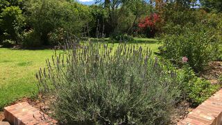 Cute garden cottage | Accommodation Grahamstown