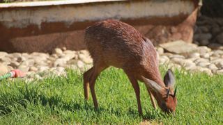 Grysbok Selfcatering Accommodation | Armoed Accommodation