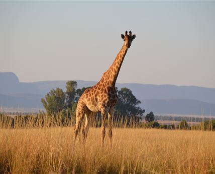 Khaya Nkwe Game & Guest Farm