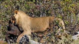 6 Day Cape to Addo Safari Tour - Return | Cape Town City Centre Accommodation