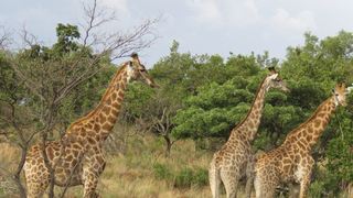 Greater Kruger and Panorama Safari | Accommodation Hoedspruit